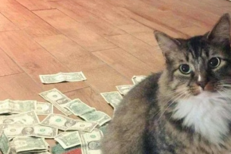 穷养猫也能很幸福！省钱养猫必备好东西，让你的钱包和猫咪都开心