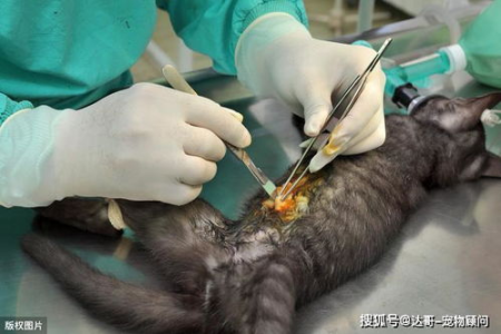猫咪绝育手术是怎样的？全程图解+详细步骤