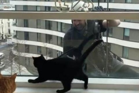 这几种玩笑千万别跟猫咪开，后果很严重！