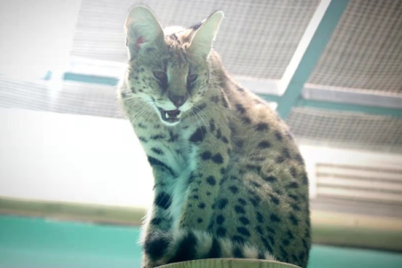 北京动物园薮猫：宠物弃养还是人为放生？