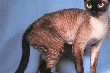 解锁汤姆猫同款萌猫：德文卷毛猫的魅力！