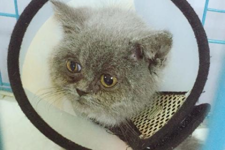猫藓怎么才能快速治愈？治疗猫藓的最快捷径