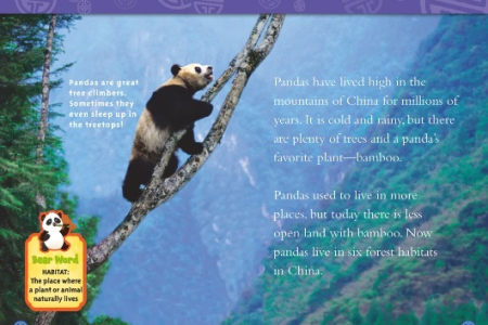 到底panda还是panda？彻底搞懂熊猫英文读法和写法
