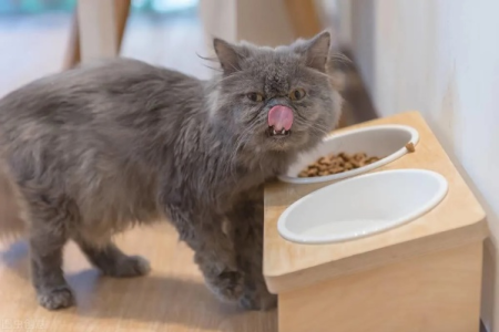 猫咪爱吃猫粮的原因是什么？是挑食还是另有隐情？