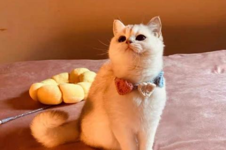 家里猫咪肠胃不好？教你如何补充营养和保护肠胃健康