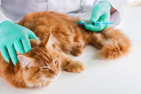 猫咪打疫苗真的有必要吗？科学分析猫咪疫苗的重要性
