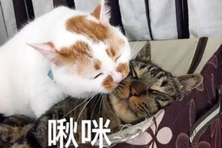 猫睡觉时舔人，是亲昵还是求关注？解读猫咪行为！