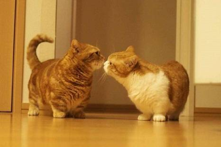 猫咪受伤出血，能自己好起来吗？多久能恢复？