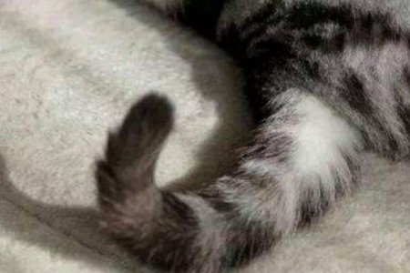 家里猫咪频繁咬尾巴？可能是这几个原因导致的