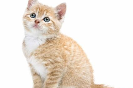 40个有关猫咪的冷知识，让你更懂你的猫咪朋友！
