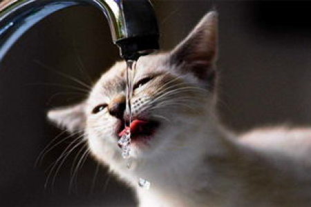 急！猫咪乱尿没除尿剂怎么办？教你快速去味妙招！