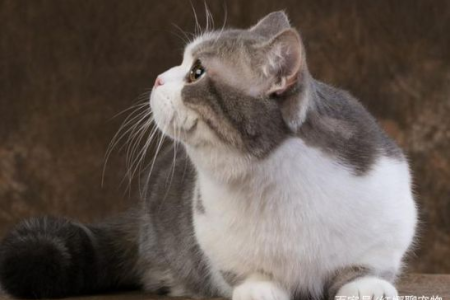 猫咪突然变瘦了怎么办？教你如何判断并解决猫咪消瘦问题