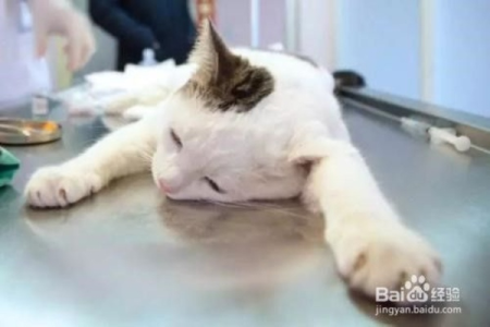猫瘟紧急治疗：最快的治疗方案及步骤