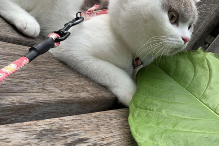 英短猫丁香色和咖啡色区别大吗？新手如何分辨？