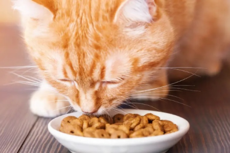 主食浓汤配猫粮：营养丰富，猫咪挑食不再是问题