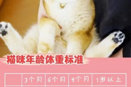 河北成年猫咪求收养，品种齐全，价格面议，安全可靠！