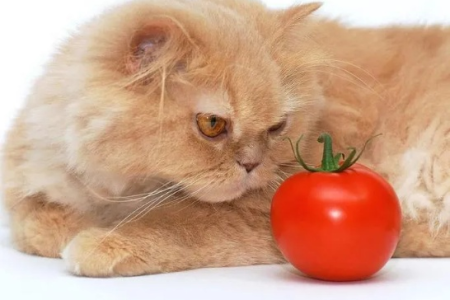 猫咪爱吃的水果蔬菜有哪些？这份清单帮你挑选健康美味