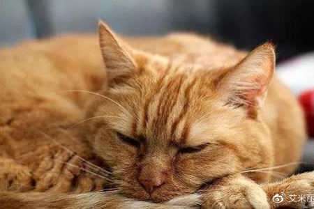 怎么判断一只猫是不是星期猫？教你快速识别“星期猫”的几个方法