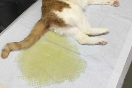 膀胱炎导致猫咪尿闭怎么办？家庭护理和医院治疗