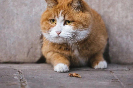 2023最全招财又吉利的宠物猫名字大全，给猫咪取个好名字