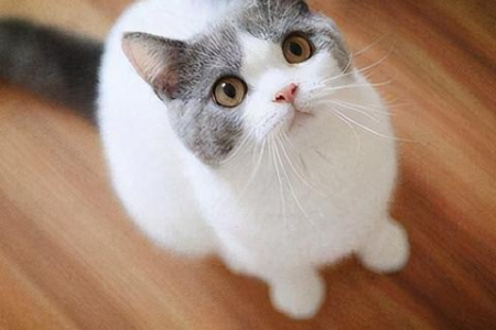 猫咪闹春烦人多久？解决猫咪发情期问题的妙招