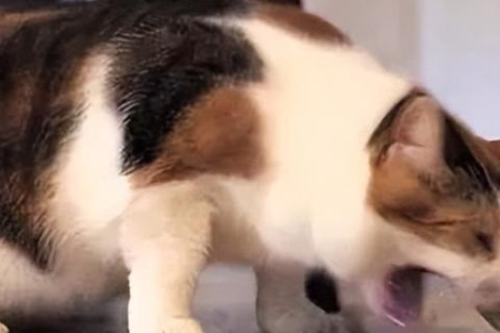 猫咪呕吐了该怎么办？猫咪吃什么容易呕吐？