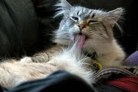 猫咪临终咳嗽严重，是什么疾病导致的？