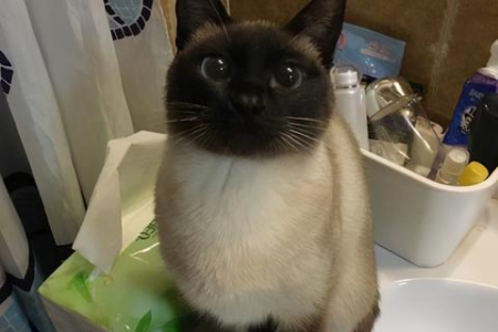 太危险了！猫咪好奇心太重，竟钻进火炉取暖