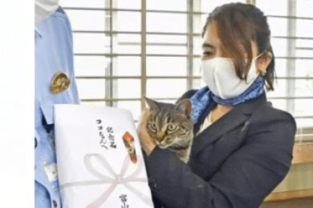 长途旅行带猫，你需要准备这些东西和注意事项