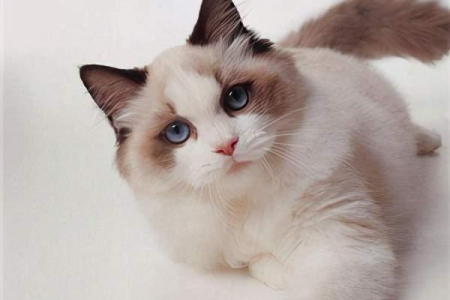布偶猫疯狂掉毛？试试这些食物，有效防止毛发脱落！