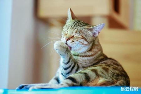 和猫咪睡觉会有什么坏处？这些健康问题不容忽视！