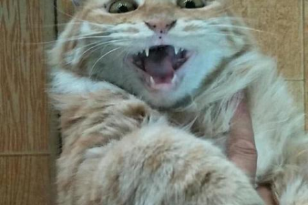 猫咪频繁放屁是怎么回事？可能是这些原因导致的