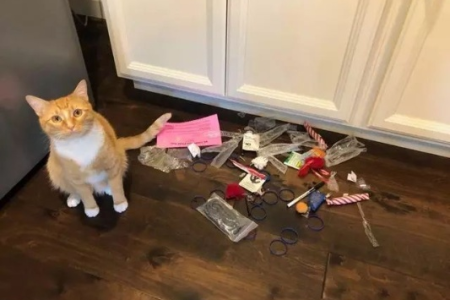家里猫咪突然不见了？这些地方是猫咪的“秘密基地”