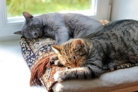猫咪生病怎么办？三分钟快速了解疾病及家庭治疗方法