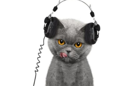 猫咪为什么喜欢听歌？揭秘猫咪的音乐偏好