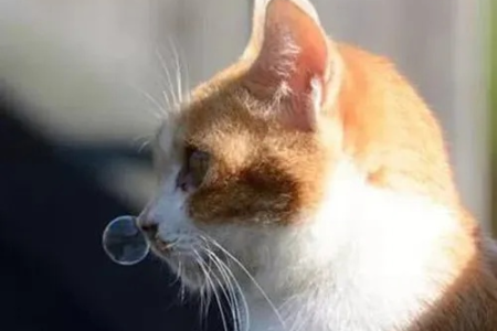 猫咪常年打喷涕流鼻涕是啥病？如何根治？