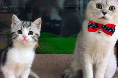 为什么我家猫不让我摸肚子？详解猫咪的秘密语言