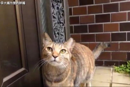 捡到流浪猫带回家，后续故事超乎想象！结局会怎样？