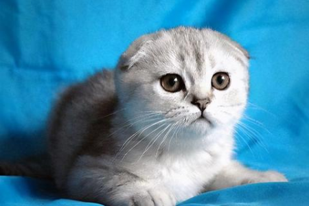 如何正确饲养加菲猫？避免常见疾病和误区