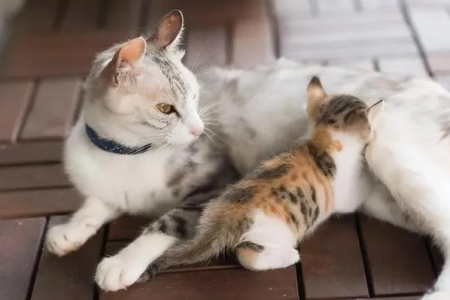 母猫交配凶猛的原因是什么？铲屎官必看！