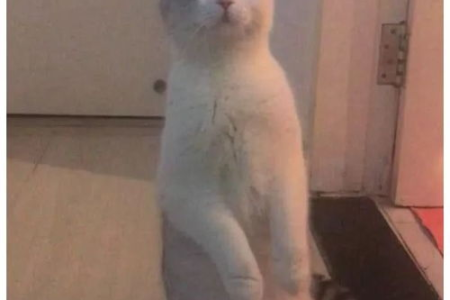 猫咪为啥盯着一个地方看？原因竟这么多！