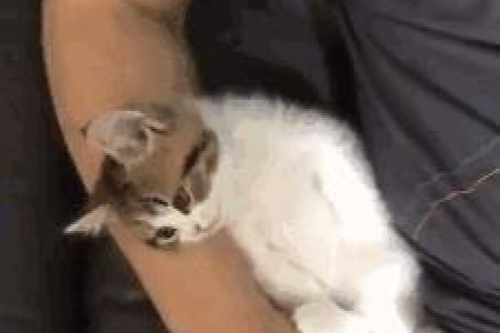 新手养猫从零开始：小奶猫成长日记分享