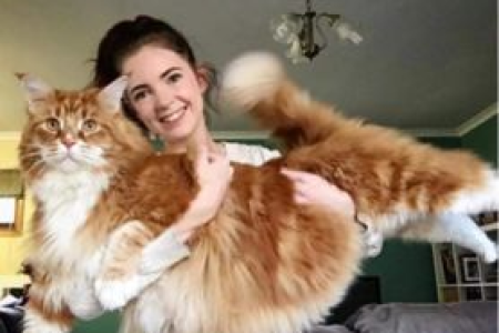 成都缅因猫：救助站里的温暖与希望