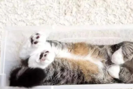猫咪为什么能塞进任何地方？猫是液体动物的真相