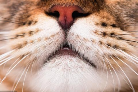 急问：猫鼻支与支气管炎哪个更需要及时治疗？症状有哪些区别？