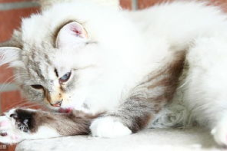 如何避免养猫的潜在风险？正确养猫技巧全攻略