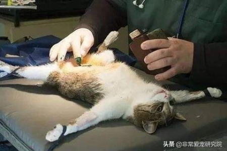 母猫突然大量尿血怎么回事？紧急处理及预防方法