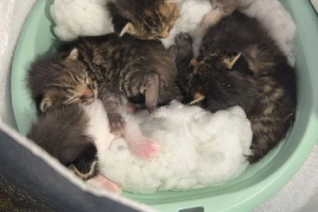 我捡到四只被抛弃的小奶猫，新手养猫的喜悦与挑战
