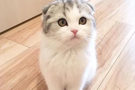 想养折耳猫？先看看为什么现在很少有人养它！