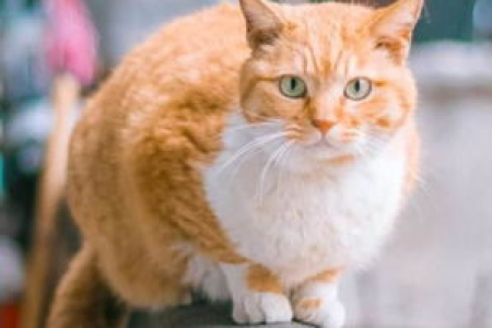 我的橘猫跑出去多久会不认我？影响猫咪认主的因素有哪些